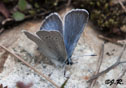 Plebejus icarioides